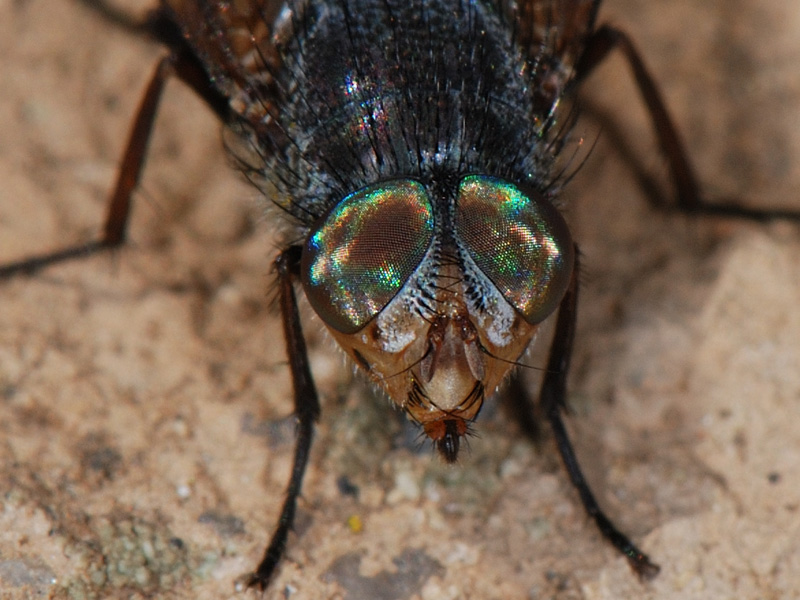 Dittero Calliphoridae: Rhyncomya sp.